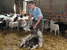 14 Michael Wimbauer bei Vorbereitungen zur Schafschur